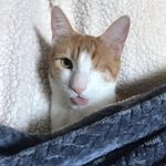 Carl Milligan - @carlthecatdog - Instagram