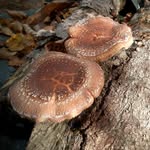 Carl Otto - @lacolinadefungus - Instagram