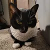 Carli Peacock - @carli.peacock - TikTok