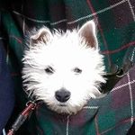 Carl Pickering - @lord_of_bowforth - Instagram
