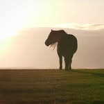Carlung Highland Ponies - @carlunghighlandponies - Instagram