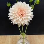 Carl Probert - @diddysdahlias - Instagram