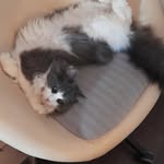Lenka Holubová - @carl_queen_cat - Instagram