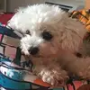 carlarist - @carlarist - TikTok