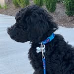Carl Robison - @carltheaussiedude - Instagram