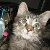 Carl Rody - @carlrody369 - TikTok