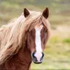 Carlene roepke - @horsies__10 - TikTok