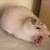 Carl._.stuff - @edgarnnenvx - TikTok
