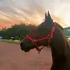 Carly sweet  - @carlysweet08 - TikTok