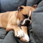 Carl Whitney - @fur_ocious_babies - Instagram