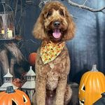 Carl Zipfel - @zipfelcarl - Instagram