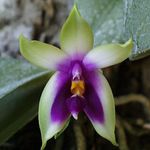 Carla Abbott - @tolumnia - Instagram