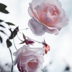 Carla Ali - Facebook