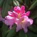 Carla Andersen - Facebook