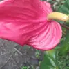 carlA - @carlaardla - TikTok