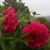Carla Bachmann - @carlabach2512 - TikTok
