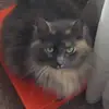 carlabatchelor73 - @carlabatchelor73 - TikTok