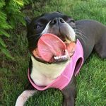 Carla Bean - @carla_the_boston - Instagram