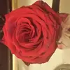 Karla Bennington - @karlabennington - TikTok