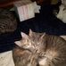 Carla Sue Blades - Facebook