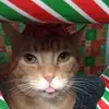 Carla 😺 - @carlacalderon.s - TikTok