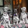 Carla Chappell - @waltzawaydalmatians - TikTok