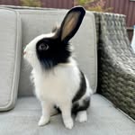CARAMEL 🐰OREO 🐰 + LiL CHEESE PUFF 🐹 - @caramel_oreo_cheesepuff - Instagram