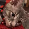 copecarla - @copecarla - TikTok