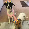 Carla - @carladean.n - TikTok