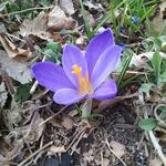 Carla Foote - @flowers4soul - Instagram
