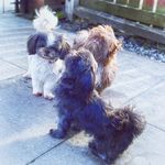 Carla foster - @its_a_doggydogslife - Instagram