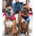 Carla, Volunteer & Foster - @atlantapupstop - Instagram