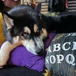 Carla Fuller - @nanookthehuskypup_and_family - Instagram