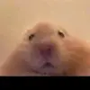 Carla Galaz Peñaloza - @carlagalazzzzz - TikTok