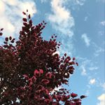 Carla Goffredo - @carlagoffredo - Instagram