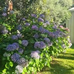 Carla Gorman - Facebook