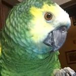 Carla Handschin - @carlahandschin - Instagram