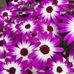 Carla Hutton - Facebook