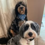 Larry & Carla - @larryandcarladoodles - Instagram