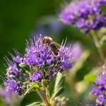 Carla Lock - @gardenflowerpics20 - Instagram