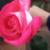 Carla Mollo - @carlamollo53 - TikTok