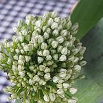 Carla Montecchi - @carlamo2963 - Instagram