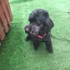 Carla Mullen - @crazy_doglover.com - TikTok