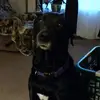 Carla Ringer - @carla.ringer - TikTok