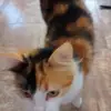 Carla Risini - @carlarisini - TikTok