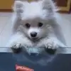 Carla Rita - @pandaroux072 - TikTok