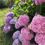 Carla Rizzi - @carla.rizzi.7587 - Instagram