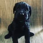 Carly Ronning - @marshymoo_the_cow - Instagram