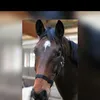 Carla Roth - @tmteufelchen - TikTok