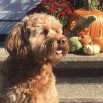 Carla Haas Roy - @carlaroyyy - Instagram